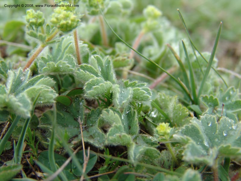 Alchemilla elisabethae--Georgia. Kazbeki . Trail-road to Sameba Church. 2 Jun 05. 378.jpg