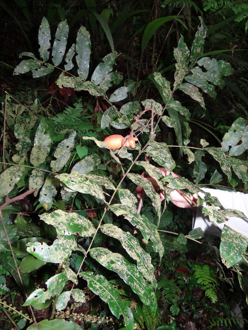 Lepisanthes, Buerki 327--Malaysia, Sabah. Mt. Kinabalu. 5 Apr 2012. DSC06767 (155).JPG