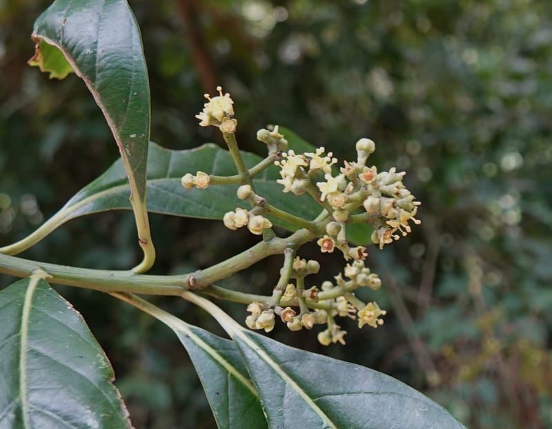 Mastixia pentandra, D. Boufford 44162--China. Yunnan. Bu Long Shan. 6 May 2018. DSC02824 (16).JPG