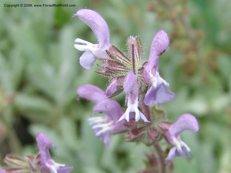 Salvia dagestanica--Georgia. Tbilisi. Central Botanical Garden. 31 May 05. 024.jpg