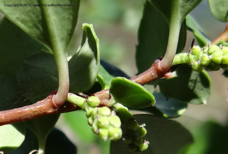 Azara, WDS 34089--Chile. Pte. Polcura.  Odom 11.6. 17 Feb 2013. DSC01159 (148).JPG