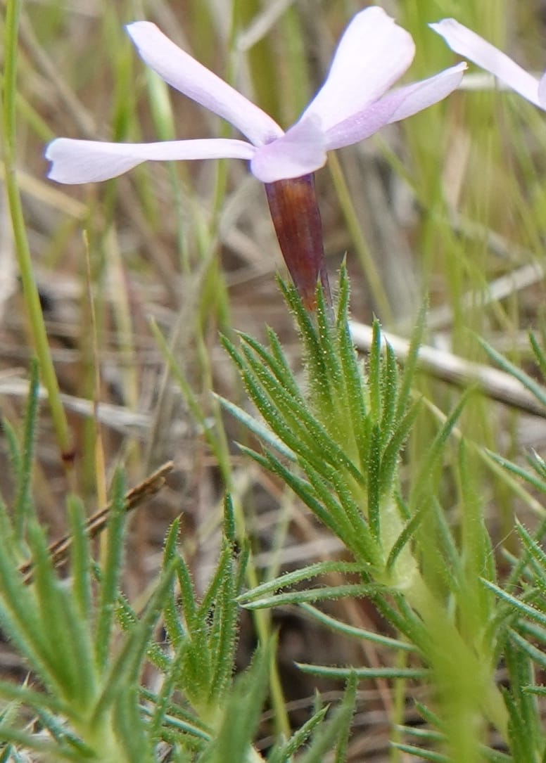 Phlox condensata, C. Davidson 13762--Oregon. Wallowa Co. Zumwalt.Trail Cr. Rd. 4 Jun 2018. DSC04078 (521).JPG