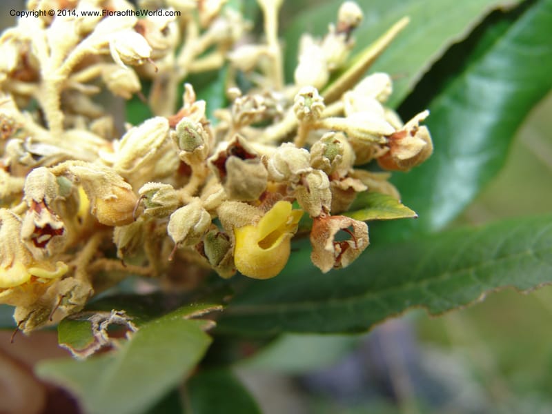 Anastrabe integerrima--So.Africa. E. Cape. Umtamvuna Nat. Res. 11 Mch 05. 078a (4).jpg
