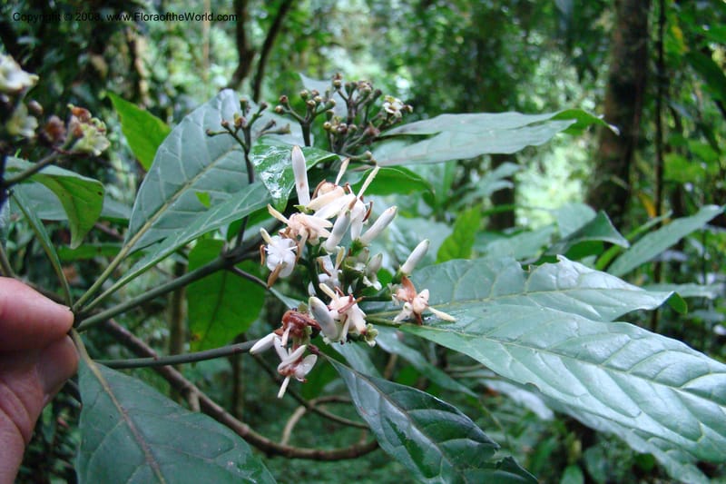 Pavetta hymenophylla, WKindeketa2985--Tanz. Rungwe Distr. Rungwe For. Res. 24 Jan 08. 178.jpg