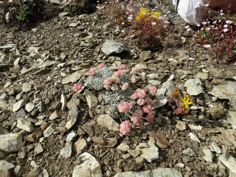 Eriogonum ovalifolium var. nivale, Davidson, C 12594--ID. Idaho Co. Seven Devils Camp Ground. 15 Jul 2014. DSC00113 (234).JPG