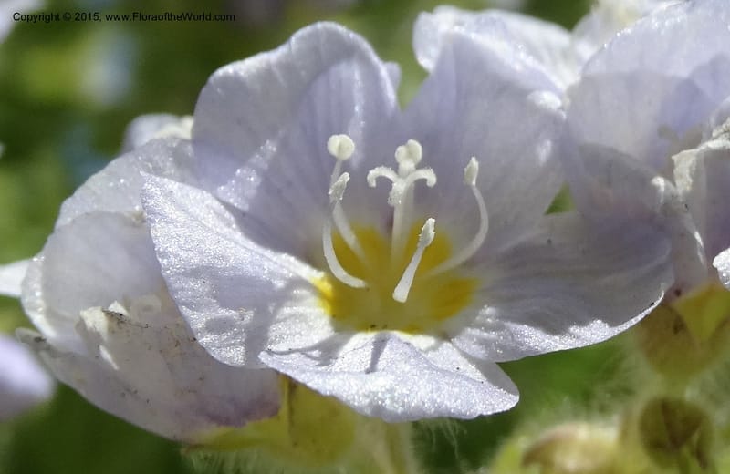 Polemonium pulcherrimum, Davidson, C 12552--Idaho. Valley Co. FS Rd. 431. 1 Jul 2014. DSC09329 (15).JPG