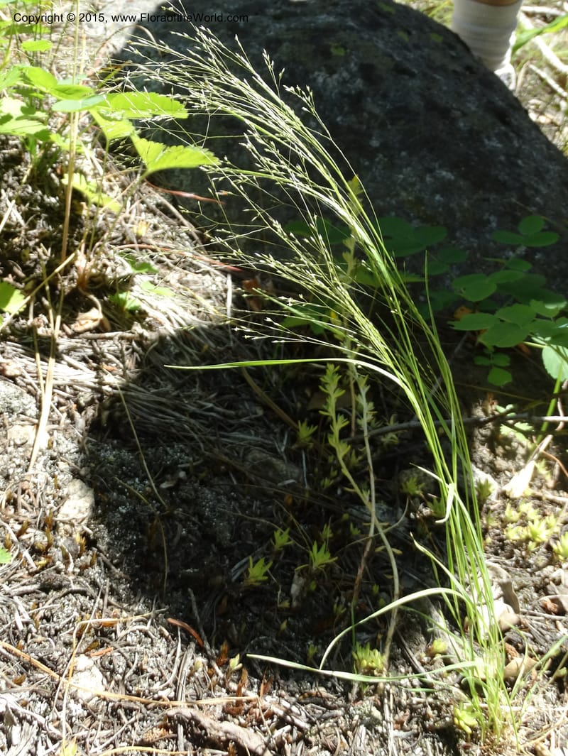 Agrostis scabra, Davidson, C 12566--Idaho. Valley Co. Payette Lake. Sylvan Beach. 12 Jul 2014. DSC09429 (255).JPG