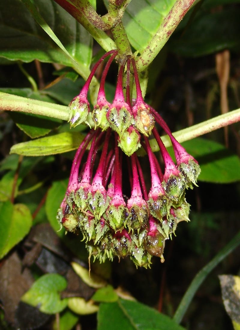 Columnea strigosa, Croat, T 94640--Ecuador. Prov. Pichincha. Nono-Tandayapa. 14 Feb 05. 285a (1).jpg