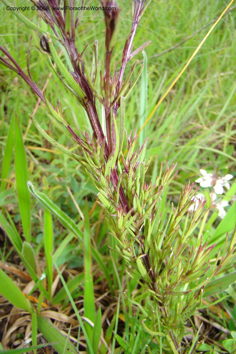 Sopubia mannii v. linearifolia, WKindeketa3020--Tanz. Makete Distr. Kitulo Nat. Pk. 25 Jan 08. 105.jpg