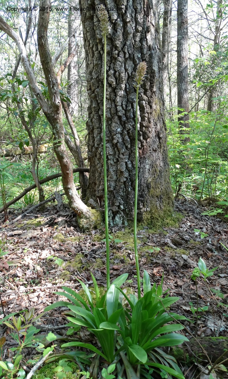 Helonias bullata, Not collected--North Carolina. Trans. Co. W Cradle of For. 11 May 2015. DSC03837 (104).JPG