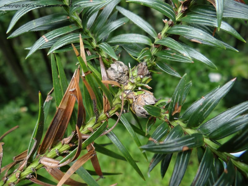 Cunninghamia lanceolata, Davidson, C 11976--China. Zhejiang Prov. Tian Mu Shan. 1 Jun 2012. DSC01264 (144).JPG