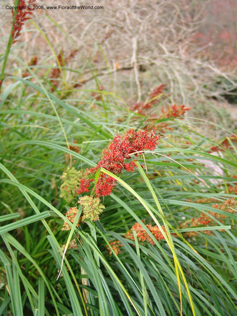 Carex baccans, 80.0710--CA. UC Berkeley Bot. Garden. 8 Dec 06. 097.jpg