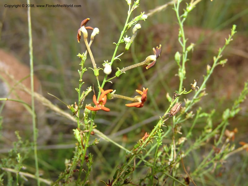 Jamesbrittenia --So.Africa. Mpumal. R577 N of Lydenburg. 16 Mch 05. 234.jpg