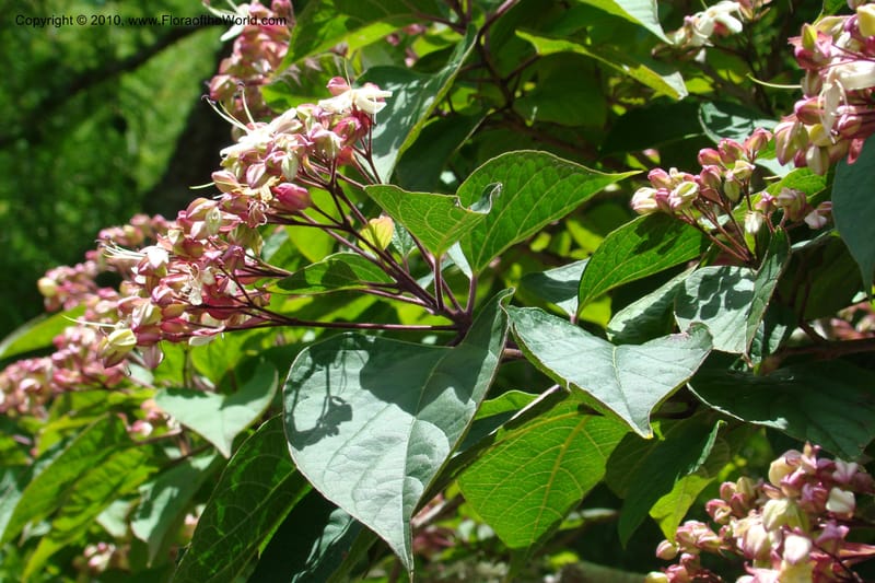 Clerodendrum trichotomum v. fargesii--New Zealand. N. Island. Hamillton Garden. 15 Jan 2010. 322 (3).jpg