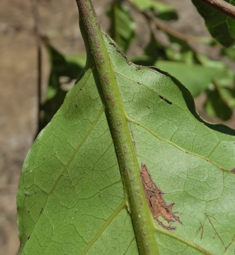 Cupaniopsis, Callmander, M 1227--New Caledonia. Tina. 10 Nov 2015. DSC00610 (27).JPG