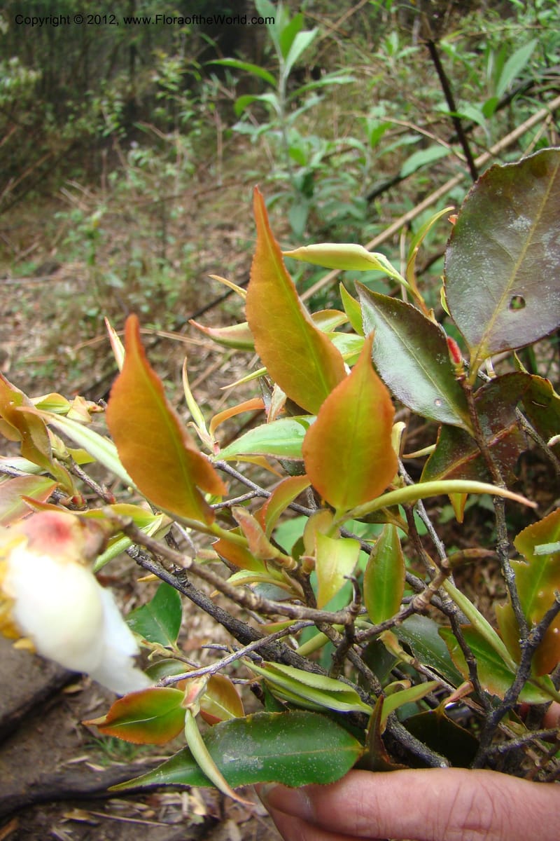 Camellia, Regalado 1650--Viet Nam. Lao Cai Prov. Sa Pa Distr. Hoang Lien Son. 6 Apr 09. 321.jpg