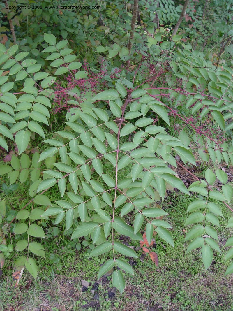 Aralia spinosa--No Carolina. Sarah P. Duke Garden, Durham. 11 Oct 03. 097.jpg