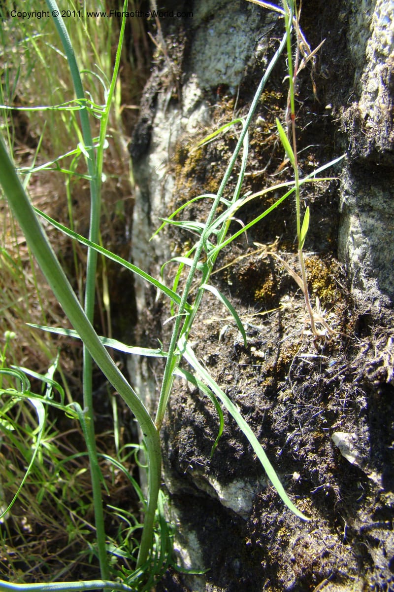Crepis atrabarbata, C. Davidson 11389--IIdaho. Idaho Co. Salmon River. Shepp Ranch. 28 May 2009. 183.jpg