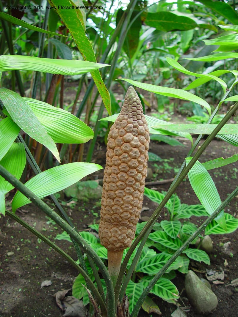 Zamia skinneri, male strobilus 2--Costa Rica.   Costa Flores. 28 Feb 02. .jpg