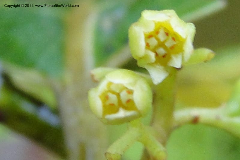 Endiandra, J. Munzinger 6507--Fiji. Area of Monasavu Dam I. 9 Feb 2011. 402 (28).jpg