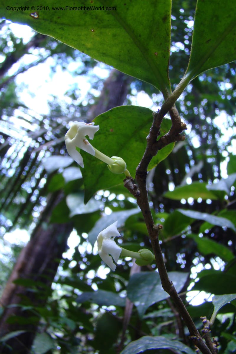 Brunfelsia guianensis, Mori 27377--French Guiana. NR2, 12.4 km E of Approague bridge. 4 Nov 09. 010.jpg