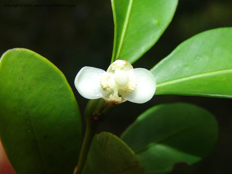 Garcinia, R.Ranaivojaona1378--Madag. Prov. Toliara. Mandena Centr. Res. Ecol. 18 Jan 06. 154.jpg