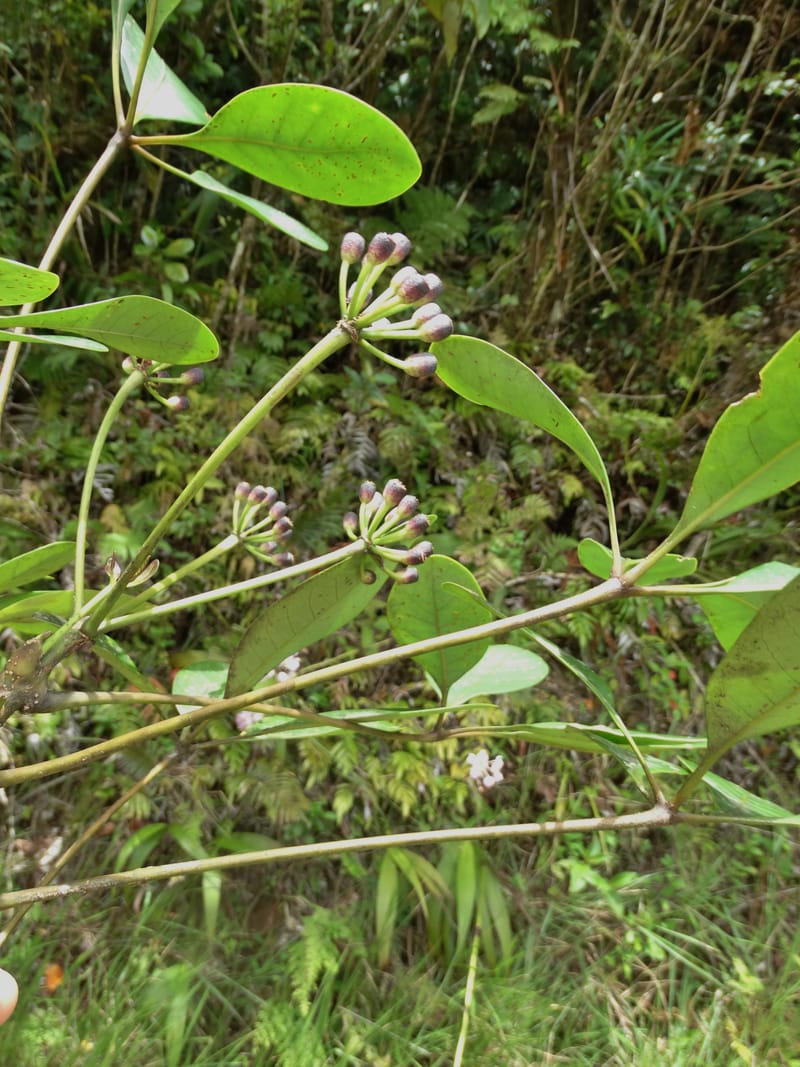 Plerandra grandiflora, Plunkett, G 3178--Fiji. Delaikoro Mtn. 3 Nov 2015. DSC08393 (5).JPG
