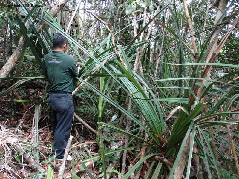 Pandanus occultus, Callmander, C 1183--Sabah. G. Silam. 1 Oct 2014. DSC00937 (216).JPG