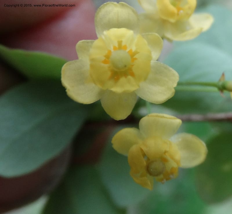 Berberis, Boufford, D 43610--China. Sichuan. ShaShiDuo. 8 May 2014. DSC04232 (212).JPG