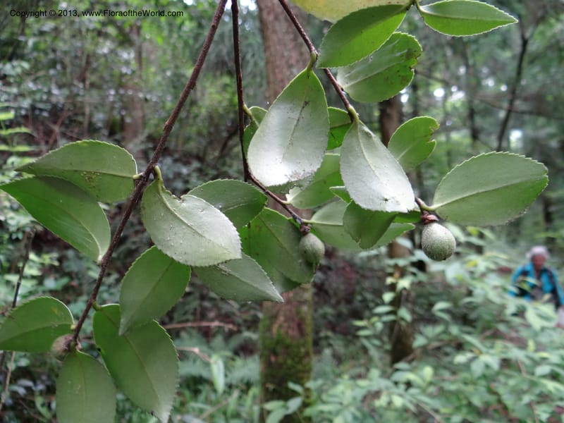 Camellia oleifera, Davidson, C 11952--China. Zhejiang Priv. Tian Mu Shan. 31 May 2012. DSC00927 (77).JPG