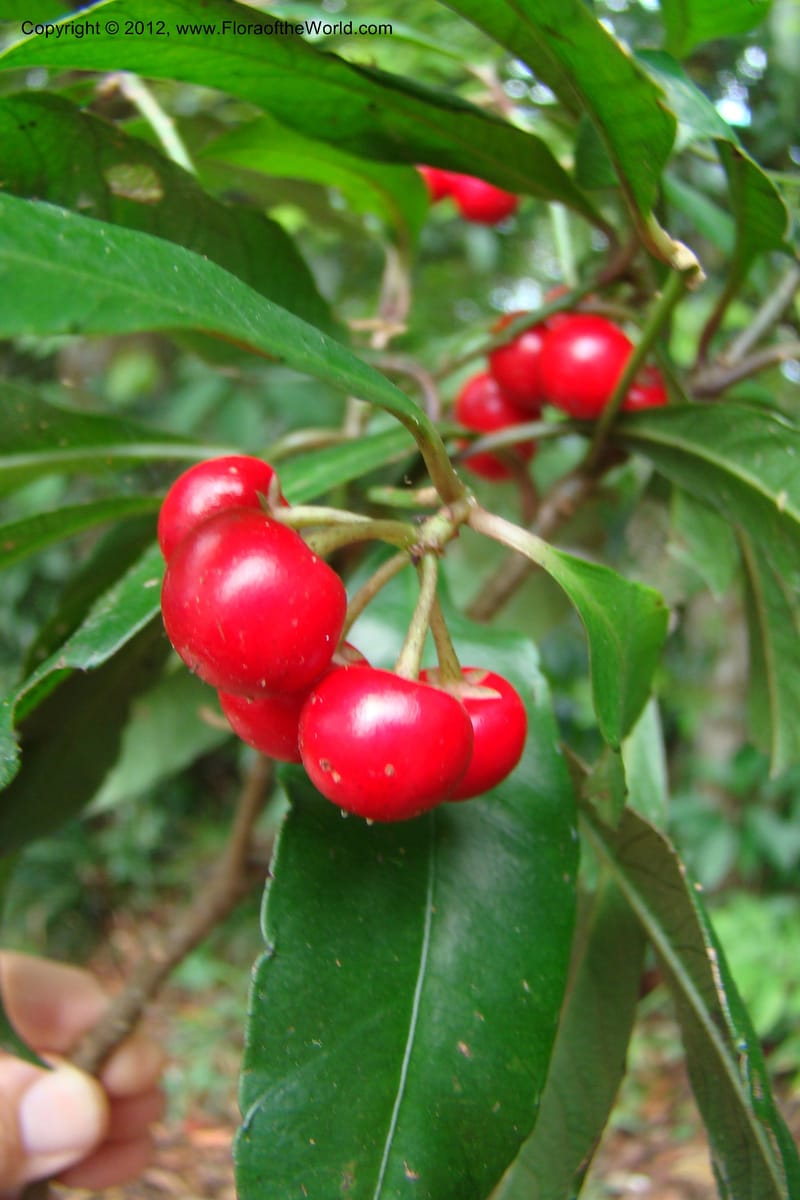 Ardisia, Regalado 1730--Viet Nam. Thua Thien Hue Prov. Phu Loc Distr. Bach Ma. 13Apr 09. 061.jpg