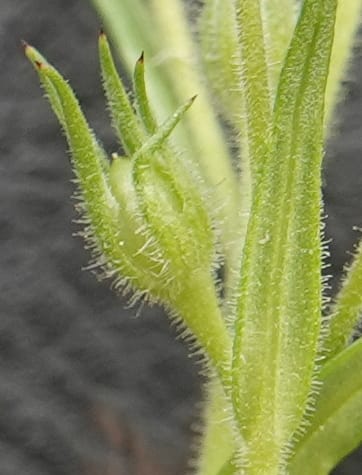 Microsteris gracilis, C. Davidson 13756--Oregon. Wallowa Co. Zumwalt.Trail Cr. Rd. 4 Jun 2018. DSC04078 (226).JPG