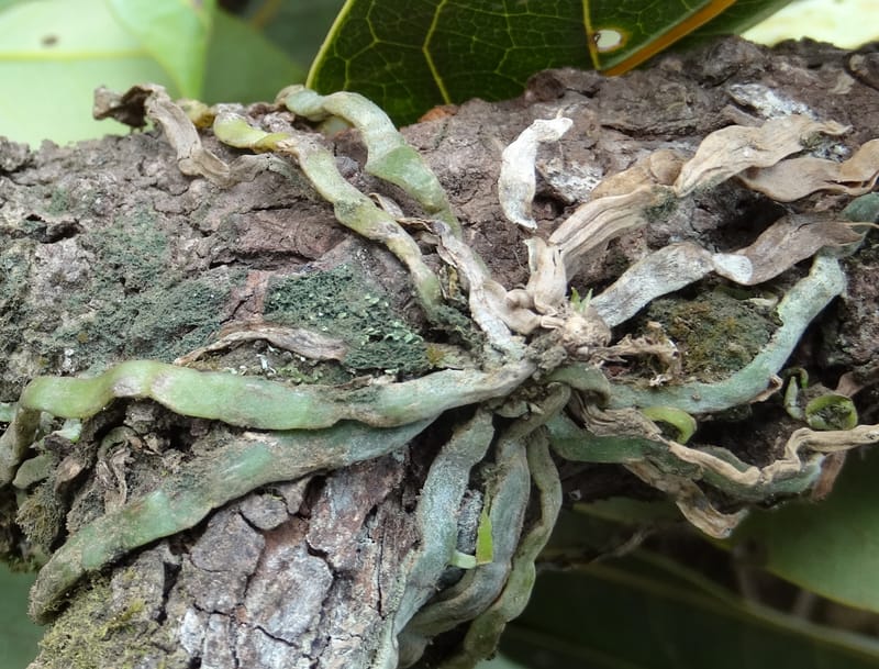 Taeniophyllum, Not coll.--Fiji. Past Valeni village. 6 Nov 2015. DSC00023 (3).JPG