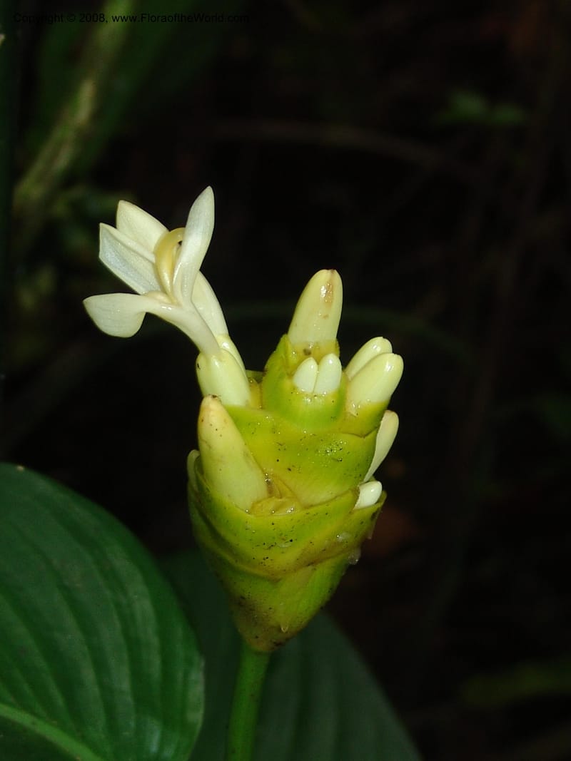 Calathea marantifolia--Costa Rica. Prov. Limon. La Selva Biol. Sta. 5 Nov 05. 035.jpg