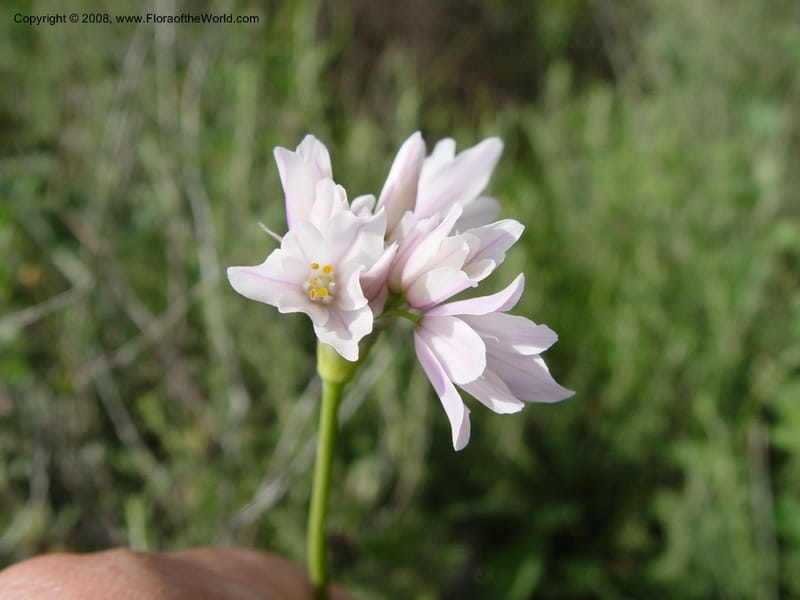 Allium roseum--Spain. Almeria Prv. Cantera de los Yesos, off AL140. 16 Apr 04. 132.jpg