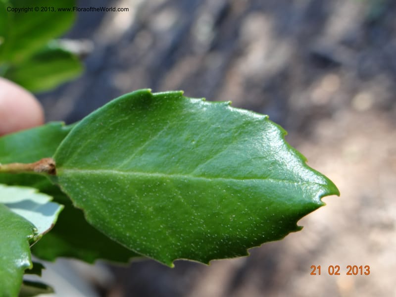 Lomatia dentata, W. D. Stevens 34157--Chile, PN Siete Tazas. 21 Feb 2013  99284 (26).JPG