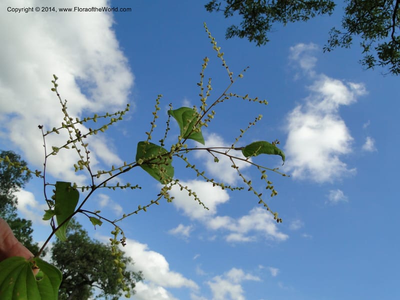 Dioscorea, Stevens,  W. D 31168, Garay Cue, 19 Mar 2011 2366 (8).JPG