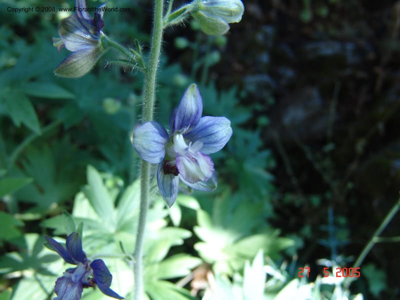 Delphinium staphisagria--Crete. Samaria Gorge. 27 May 05.  055.jpg