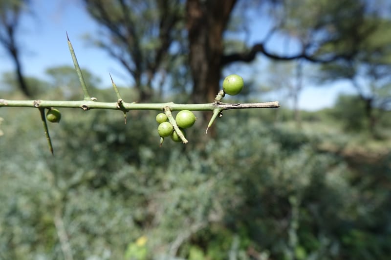 Gymnosporia senegalensis, L. Nanyeni 1166--Namibia. Hwy B1 S of Okahandja at Swakop R. bridge. 16 May 2018.  (60).JPG