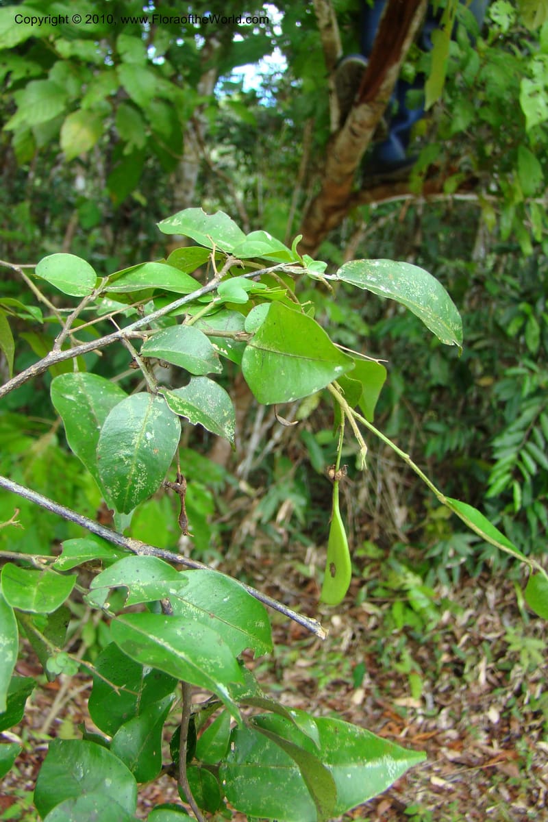 Swartzia, Vasquez 34766--Peru. Loreto. Dist. Nauta. Miraflores, Rio Tigre. 10 Nov 08. 477.jpg