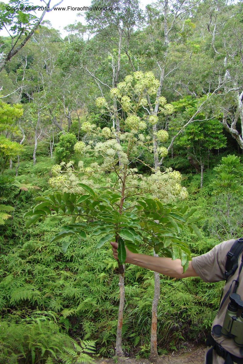 Myodocarpus fraxinifolius, P. Lowry 7180--New Caledonia. Mont Koghis. 18 Jan 2010. 002 (93).jpg