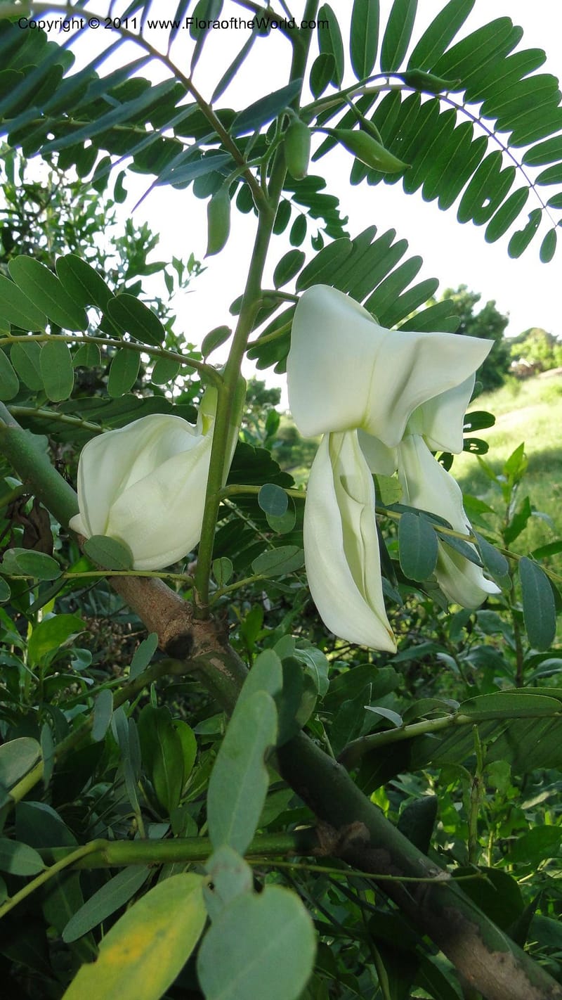 Sesbania grandiflora, Gereau--Tanzania. Univ. of Dar es Salaam. 9  May 2010 367 (15).jpg