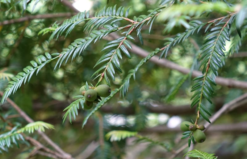 Torreya nucifera--Japan. Niigata. Trail along Sekikawa River. 29 May 2016. DSC05504 (108).JPG