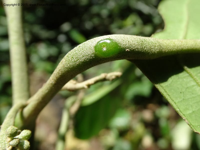 Octoknema, Davidson, C 12386--Cameroon. Bakengili Trail, Mt. Cameroon. 24 Mar 2014. DSC03587 (234).JPG