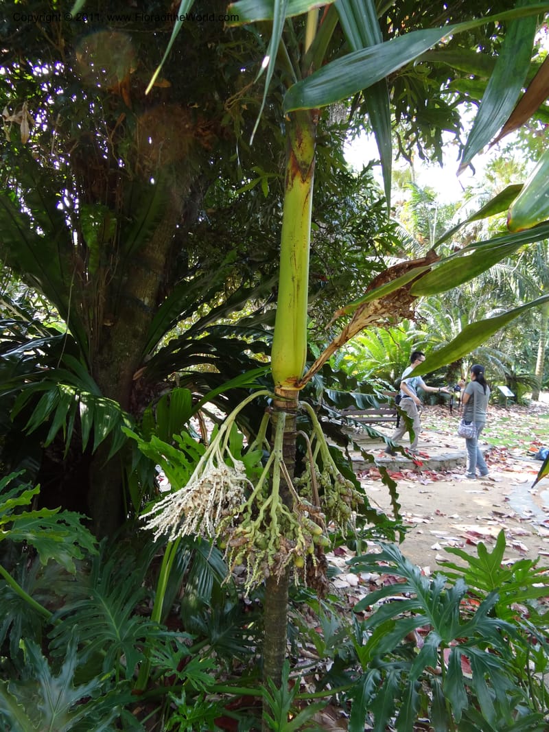 Areca parens--Australia. Queensland. Cairns Botanic Garden. 30 Sep 2011. 040 (9).jpg