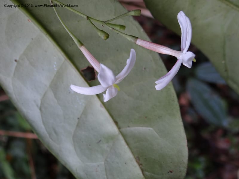 Jasminum, VC 5507--Thailand. Chiang Mai Prov. Doi Inthanon Nat. Park. 9 Nov 2012. DSC08004 (3).JPG