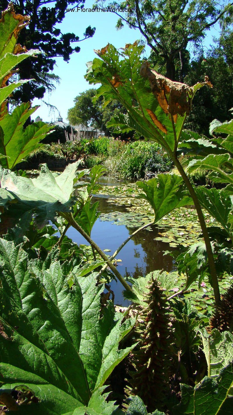 Gunnera manicata--Tasmania. Royal Tasmanian Botanical Garden. 2 Feb 2010. 189.jpg