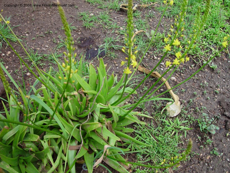 Bulbine alooides, 246--CA. Huntington Bot. Gard. 14 Feb 03. 026.jpg
