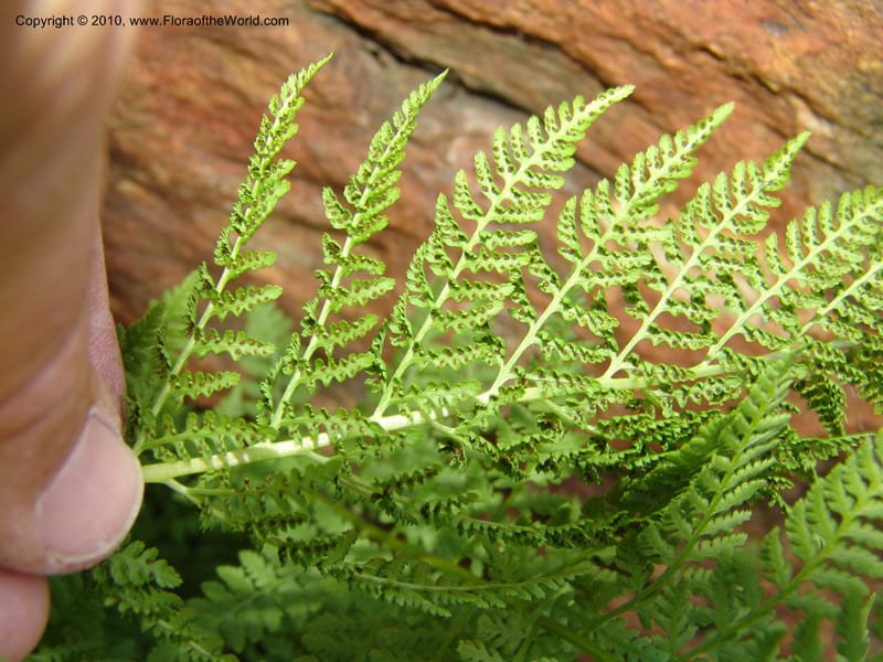 Athyrium alpestre v. americanum, CDavidson11134--Idaho Co. Hell's Can. Nat. Rec. Area. Heaven's Gate. 20 Jul 07. 126.jpg