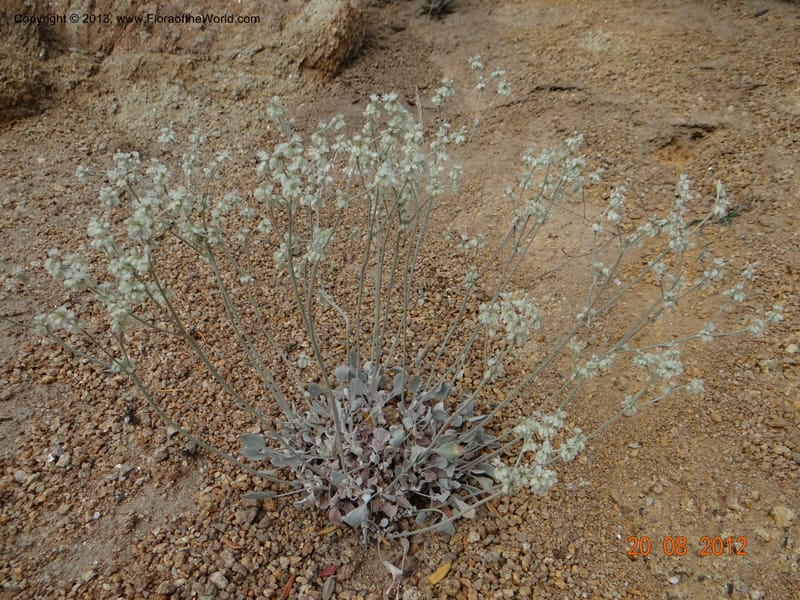 Eriogonum strictum var. proliferum, Davidson, C 12096--USA, Owyhee County, Idaho, 20 Aug 2012  3018 (7).JPG